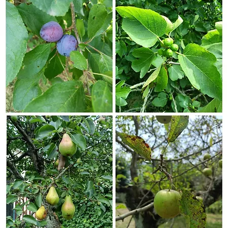 Casa Galletti Bed & Breakfast 3*