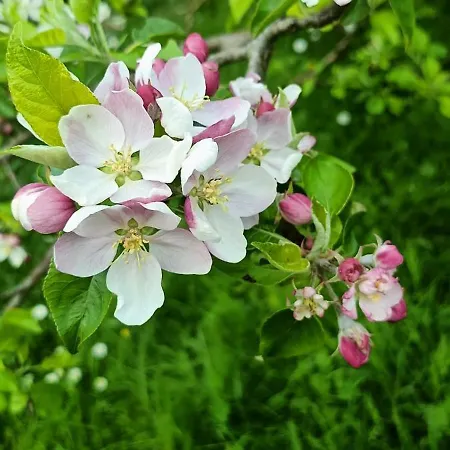 Casa Galletti Busalla